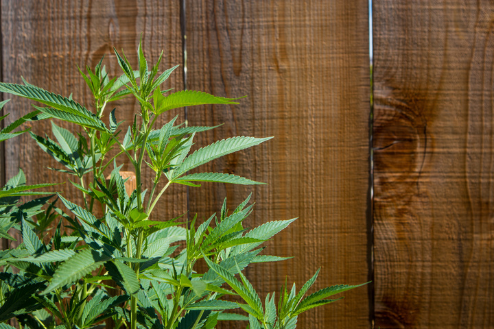 Cannabis plant in front of wood privacy weed farm fence.