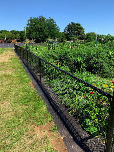 4 foot black chain link fence enclosing a garden